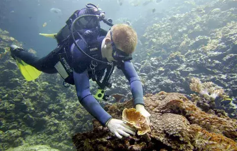 Los prados marinos reducen la contaminación de mares y océanos