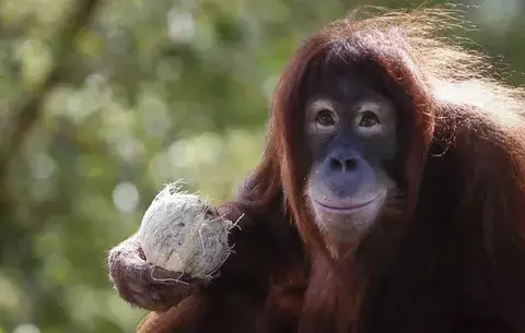 Crean programa de citas por computadora para primates 