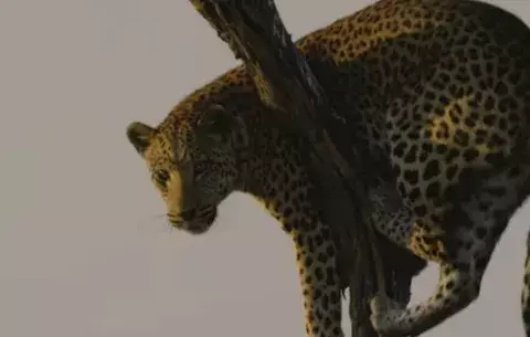 Leopardo ataca a equipo de filmación de documental 