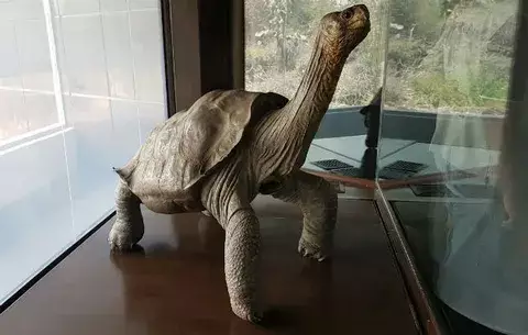 Ecuador declara bien patrimonial a "Solitario George"
