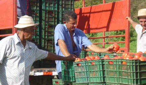 Productores de tomates, con pérdidas  millonarias   