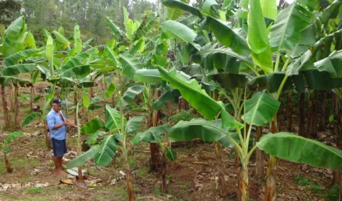 Producción de plátano podría estar en riesgo y aumentaría su costo 