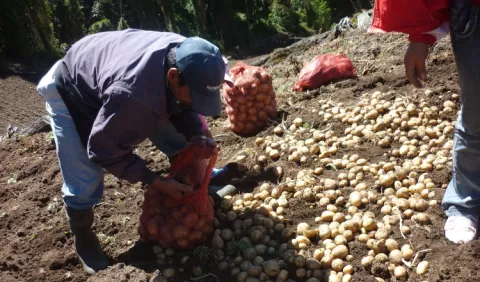 Productores piden reforzar cadenas agroalimentarias  