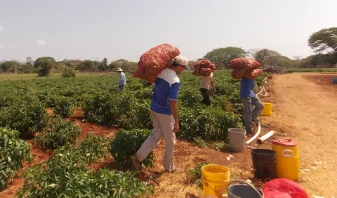 Importaciones impiden que haya acercamiento en agro  