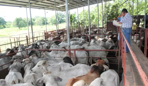 Un bajo sacrificio de ganado  incentivó  más  importaciones al país 