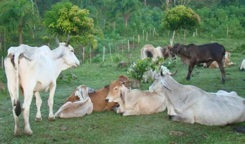 Detectan   brote de tuberculosis en  finca lechera   de Antón