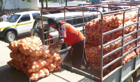 Cebolla importada no debe entrar cuando es el  periodo de cosecha
