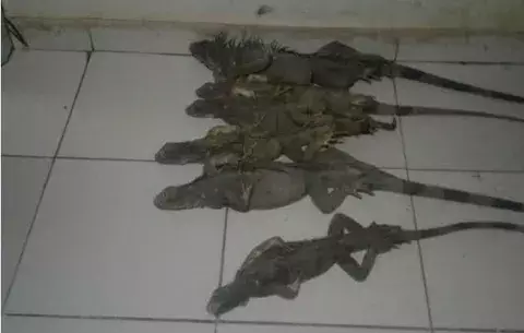 Por seis iguanas los llevan ante el Sistema Penal Acusatorio