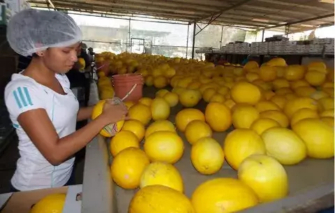 Agroexportadores a la espera de aumento de Promagro en Los Santos