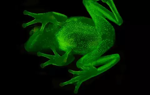 Descubren el primer anfibio fluorescente conocido en la Tierra