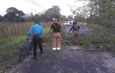Árboles se desploman en Montijo por fuertes vientos