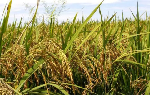 Productores y Varela se reunirán a las 4:00 p.m.