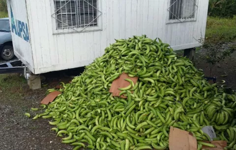 Decomisan más de 20 mil plátanos provenientes de Costa Rica