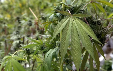 Alemania comienza prescripción médica de cannabis con receta