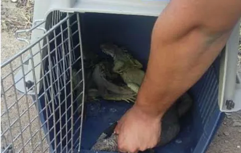 Investigan caza furtiva de iguanas en Herrera
