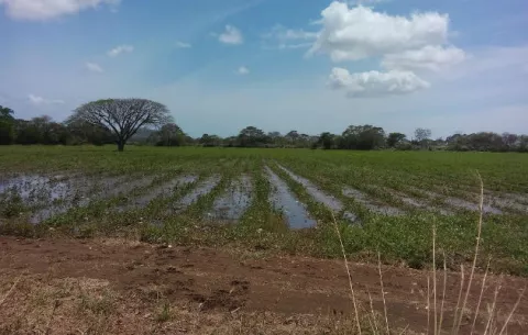 Cebolleros deben esperar para saber si sus cultivos se pueden salvar