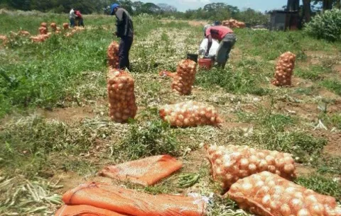 Cebolla nacional de baja calidad, según comerciantes