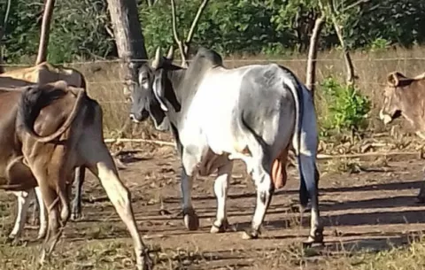 Investigan a sujetos por hurto pecuario en Chiriquí
