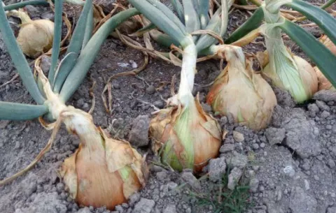 Hay suficiente cebolla para el mercado, dicen productores de Tierras Altas
