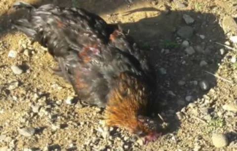 Abejas atacan perros, terneros y a personas en Churubé