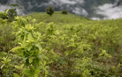 La erradicación de coca ocasiona protestas violentas en el suroeste colombiano
