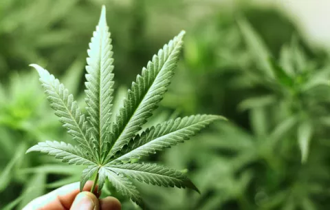 Lanzan primer estudio con cannabis para pacientes con cáncer