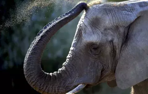 El elefante salvaje de África podría ser el mamífero que menos duerme