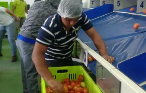 Productores entregan más de 60 mil libras de tomate