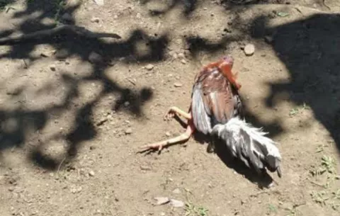 Residentes de Bocalatum denuncian muertes de gallos de pelea