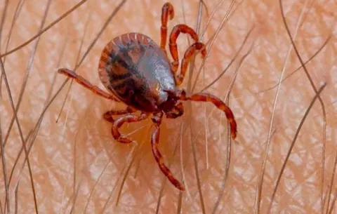 Alerta ante posibles síntomas de rickettiosis