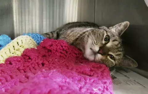 Gata extraviada hace dos años en California aparece en Canadá 