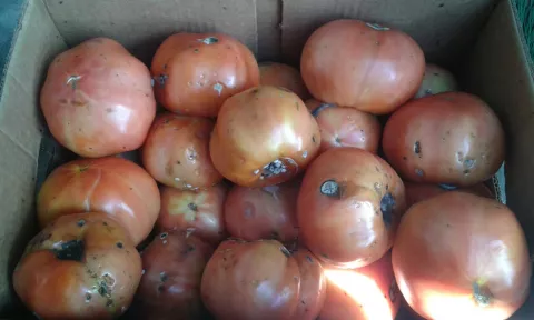 Productores denuncian importación de tomates con hongo
