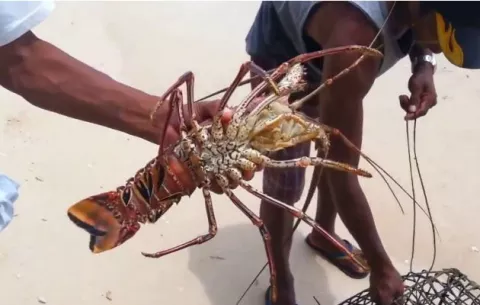 ARAP suspende la pesca de langosta hasta el 30 de junio