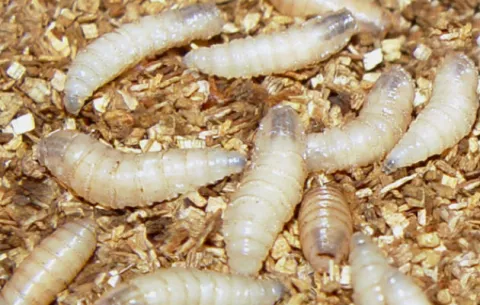 Descubren que una larva de mosca emite gases de efecto invernadero