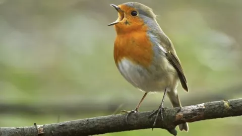 Observar aves, la mejor terapia contra la depresión