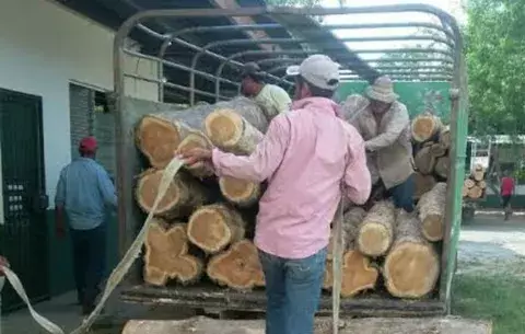 Decomisan unas 117 tucas de madera en Tonosí