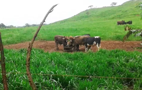 Mida propone sacrificar ganado con tuberculosis bovina en Panamá Oeste