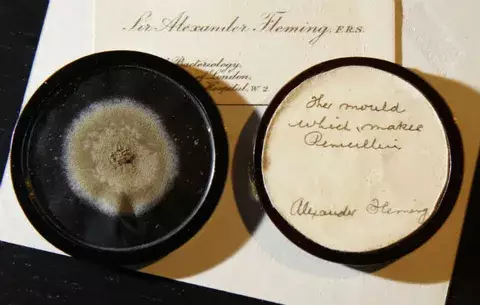 Subastan moho que usó Fleming para hacer penicilina