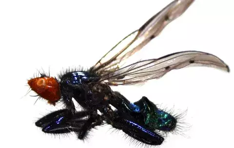 Larva de mosca emite gases de efecto invernadero