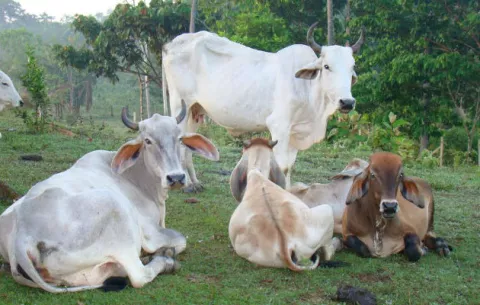 Ni cuenta se dio cuando le hurtaron reses de su finca en Guásimo, Donoso