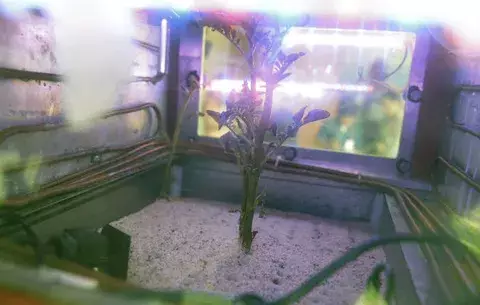 Científicos de Perú experimentan para sembrar papas en Marte 