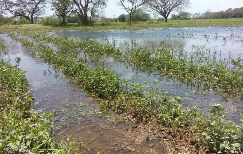 Productores de sandías y cebollas reportan $90 mil en pérdidas