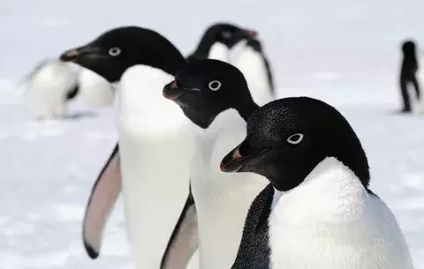 Unos 6 millones de pingüinos adelaida viven en la Antártida Oriental