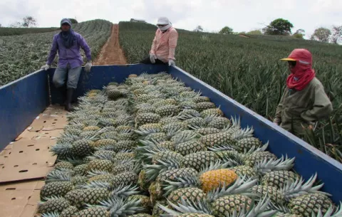 Productores de piñas en La Chorrera golpeados por los malos caminos