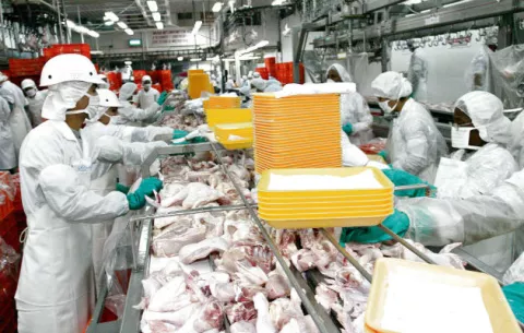 Denuncian que importadores venden pollo que afecta  la salud