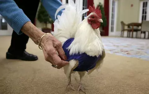 Jubiladas tejen suéteres para pollos
