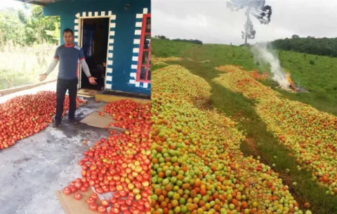 Botan tomates por falta de mercado y abuso en las importaciones