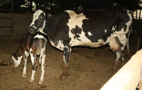 Reses con tuberculosis en Antón serán sacrificadas en Panamá Oeste 