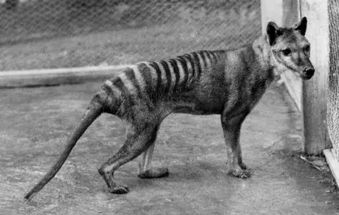 Emprenden la búsqueda del extinto Tigre de Tasmania