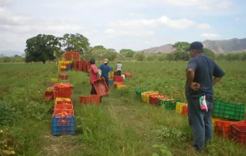 Sistema de comercialización de productos agrícolas es deficiente